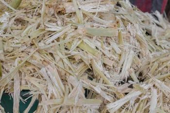 Sugarcane Bagasse - Qfarm - Qatar