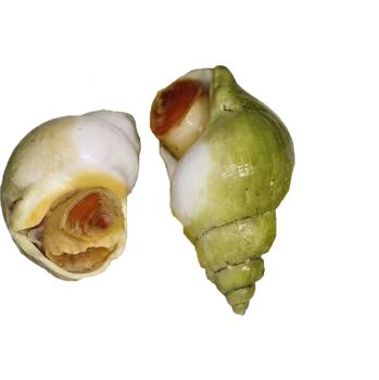 Hot selling high quality wild Jade Whelk live snail fresh frozen snail meat wholesale conch - Xianfude (fujian) Foods Co., Ltd. - China
