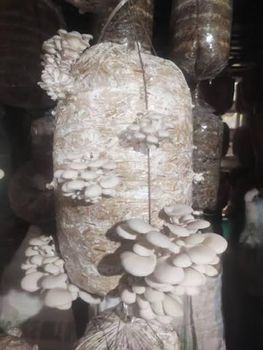 Mushroom Spawn from Lawana and Sons Supplies Mushroom Spawn - Lawana and Sons Supplies - South Africa