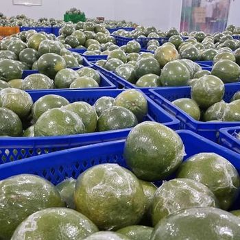 SEIZE THE MARKET: HIGH-QUALITY GREEN SKIN PINK FLESH GRAPEFRUIT FOR EXPORT - TANIS IMPORT & EXPORT COMPANY LIMITED - Vietnam