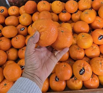 Fresh Mandarine - BF GLOBAL TRADING (PTY) LTD - South Africa