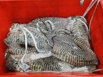 FROZEN CUTTLE FISH WHOLE from Sunrise seafoods FROZEN CUTTLE FISH WHOLE – product photo, Frozen Red Fish products found from trusted suppliers, wholesalers, manufacturers & exporters Listing