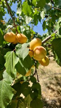Apricot - Zeren Food - Turkey