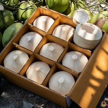 FRESH YOUNG COCONUT/COCONUT FRUIT/ FRESH COCONUT Grade AA Pricing Best Price Quality High Quality Place Of Origin Europe - NUTRIDIET LDA - United Kingdom