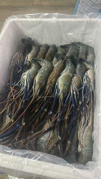 Chilled seafood - NMJ MARINE EXPORTS - India