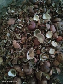 Crude coconut oil - PT Modern Nature Agromaritim Indonesia - Indonesia