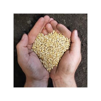 Barley seeds supplied in bulk quantity with factory price and quick dispatch - Mundus Exports Pty Ltd - South Africa