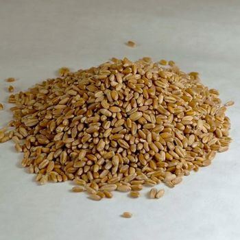 MILLING WHEAT (GRADE 3) FOR HUMAN CONSUMPTION (Export to SE Asia & North Africa) - ROAD & RAIL TRANSPORT LOGISTICS SP. Z O.O. - Poland