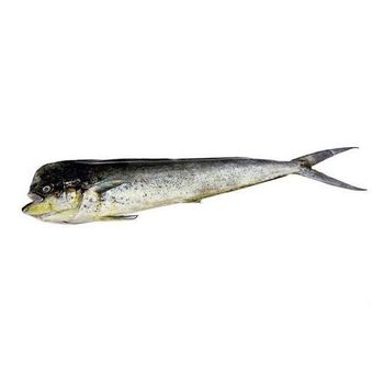 Frozen Mahi Mahi Fish Premium Ocean Harvest With Moist Tender Flesh And Professional Bulk Supply Availability - TOSOH INTERNATIONAL - South Africa