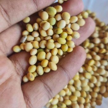 High Grade Organic Soybean Seeds Bulk Non-GMO Freeze-Dried Good Quality Soy Beans for Food Animal Feed 25kg Belgium 2-Year Shelf - Carla Pisselli Commercio - Brazil