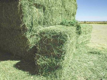 Alfalfa Hay for international buyers premium hay bales for livestock feeding and agricultural trade markets from TRADECENTRIC LLC Alfalfa Hay for international buyers premium hay bales for livestock feeding and agricultural trade markets - TRADECENTRIC LLC - United States