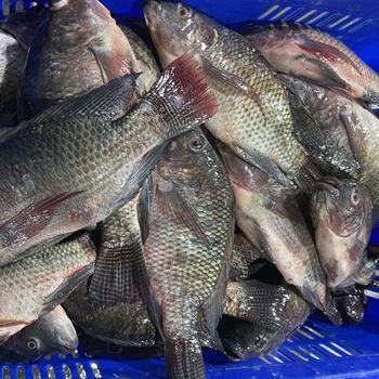 Best Quality Frozen Farm Raised Tilapia Fresh Water Fish Exporters Wholesale Price - Banyen Inter Corp - Thailand