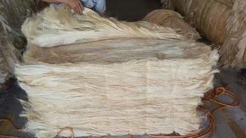 Premium Grade Eco-Friendly Sisal Fiber Raw Material for Industrial Spinning, Textile Cloth Production, and Durable Rope Manufacturing - Nedvixs Company Limited - Kenya