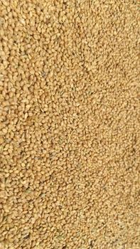 Yellow Millet Purity 99% Color Biscuit Color Cleaning Method Machine Cleaned Packaging Options 25kg, 50kg, 1mt, Bulk - Quessentials Pvt Ltd - India