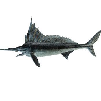 Factory wholesale seafood, high quality frozen swordfish, fresh whole sea fish for sale - Xianfude (fujian) Foods Co., Ltd. - China