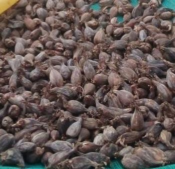 Whole Black Cardamom – product photo, Whole Black Matpe products found from trusted suppliers, wholesalers, manufacturers & exporters Listing