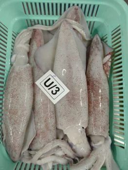 FROZEN LOLIGO SQUID FISH WHOLE 1 X 6 KGS PACKING Inner Packing Poly Bag Net Weight Per Carton 10 Kg Hs Code 0307 (frozen Molluscs) - Roshni Seafood - India