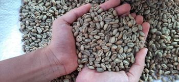 Arabica-Robusta Green Coffee Beans from East Java, Indonesia – product photo, Long Green Beans products found from trusted suppliers, wholesalers, manufacturers & exporters Listing