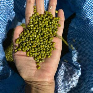 Green Moong Beans Color Green Texture Natural Harvest Season Monsoon Season Farming Method Organic And Eco-friendly Digestive Benefit Supports Digestive Health - Farmers Cooperative Limited - Tanzania