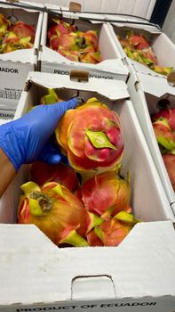 Dragon Fruit from Ecuador - The Sisters Produce Inc - United States