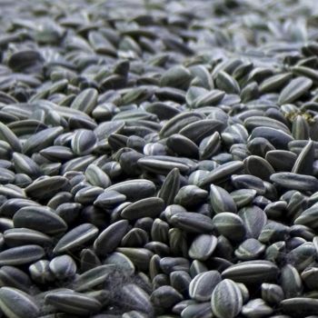 BLACK SUNFLOWER SEEDS from AGRO AFRIQUE COMPANY LIMITED BLACK SUNFLOWER SEEDS - AGRO AFRIQUE COMPANY LIMITED - Tanzania