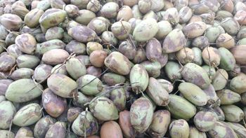 Semi Husked Coconuts - G COCO - India