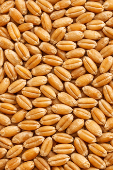 Wheat – product photo, Wheat products found from trusted suppliers, wholesalers, manufacturers & exporters Listing