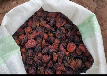 Habaneros from Danni Agro Habaneros - Danni Agro - Nigeria