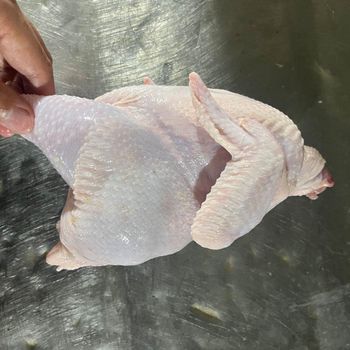 Frozen Whole Chicken for Sale Fresh Frozen Whole Chicken Bulk Packed Ready for Distribution and Food Services - carbio mobility group - France