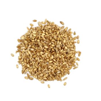 Premium Quality Feed Wheat Wholesale Supply At Factory Price For Animal Feed Use - MASI TRADING GMBH - Germany