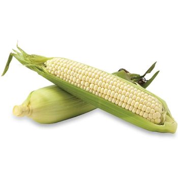 Non GMO White Corn For International Feed Processing With Clean Kernels And Carefully Selected Harvest Quality - TOSOH INTERNATIONAL - South Africa