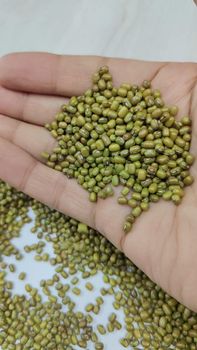 Mung Beans, Mung, Moong Form Whole Origin India Color Olive-green Organic Conventional Delivery Form Bag, Sacks Texture Small, Easy To Digest - Ayanshi Export Pvt Ltd - India