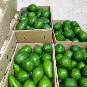 Hass Avocado – product photo, Fresh Hass Avocado products found from trusted suppliers, wholesalers, manufacturers & exporters Listing