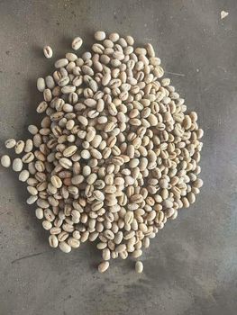 Arabica Coffee Wild Civet / Kopi Luwak Liar from PT. Daleo Trans Global Arabica Coffee Wild Civet / Kopi Luwak Liar - PT. Daleo Trans Global - Indonesia