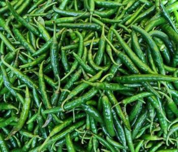 Green chilli - Agrofospycies - India