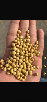 Soyabean seeds - A.K. Traders - India