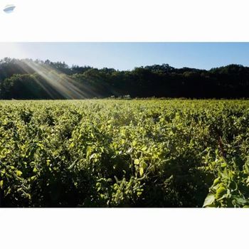 Perilla Seed Oil Powder -  Foshan Mafrika Stock And Supplies  - South Africa