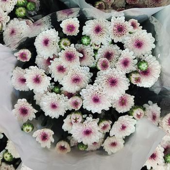 fresh cut flower supplier from China Color Colorful Form Fresh Cut Shelf Life Best Quality Weight Per Bundle 0.5kg Brand Name Millionsflower - Yunnan Millions Flower Co.,ltd - China