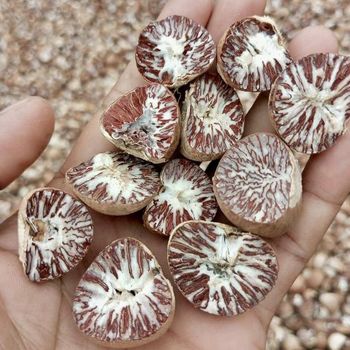BETEL NUTS Color Natural Brown Max. Moisture (%) 5% Grade 90/95,80/85,70/75 Drying Process Sun - PT Bumi Bertuah Ekspantara - Indonesia