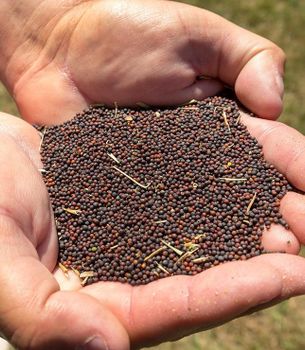 Premium Canola Seed For Modern Farming High Yield Crop Production With Clean Grains Suitable For Oil Processing from EAST LAND PROPERTIES Premium Canola Seed For Modern Farming High Yield Crop Production With Clean Grains Suitable For Oil Processing - EAST LAND PROPERTIES - Tanzania