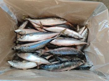 Frozen Pacific Deep-Sea Chub Mackerel 250-350g Mqq 15mt Origin China Resource Wild HS Code 030354 N.W. 100%,90%,85% Specification - Shishi Zhengyuan Aquatic Product Science&Technology Development Co., Ltd. - China