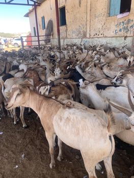 LIVE GOAT Grade Grade 1 Quality Export Quality - Kaddad smart solutions - Somalia