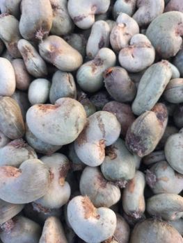 Raw cashew nut from Demirel Trading.,Ltd Raw cashew nut - Demirel Trading.,Ltd - Guinea-Bissau