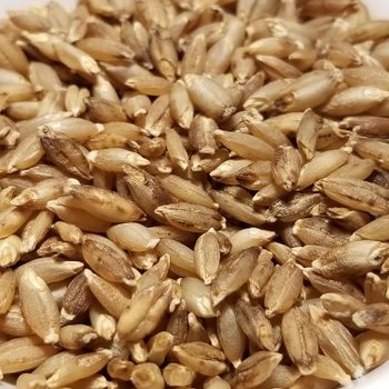 Organic Barley For Animal Feed Mixed With Barley Seeds For Livestock Health And Sustainable Farm Practices from malter group Organic Barley For Animal Feed Mixed With Barley Seeds For Livestock Health And Sustainable Farm Practices - malter group - Tanzania