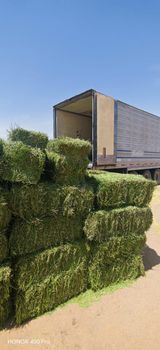 Alfalfa Hay from Aloloa Elkhadra for import and export Alfalfa Hay - Aloloa Elkhadra for import and export - Sudan