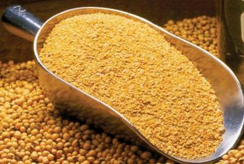 soybean meal  - EEC POLAND LTD  - Poland