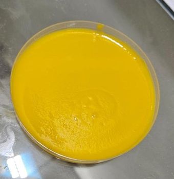 Chaunsa Mango like Alphonso Mango from Pakistan Origin Pakistan Weight (kg) 210kg Taste Sweet, Honey-like Degree Of Maturity Mature - A A Pulp & Puree Private Limited - Pakistan