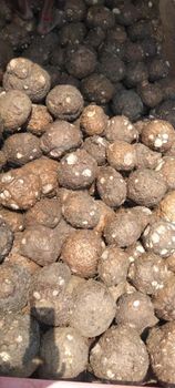 Fresh Suran (Elephant Foot Yam) – Export Quality Delivery Form Jute Bag Packaging Size 8kg Jute Bag - SRB Options - India
