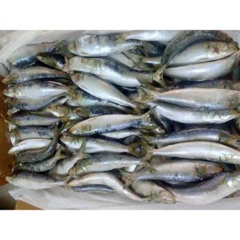 Whole frozen sardines Fishing Zone Fao 04 Freezing Method Bqf Or Iqf Net Weight 100% Nw Or 95% Nw Size Range 6-7, 7-9, 8-10 Pcs/kg, - GOLDEN STAR BV - South Africa
