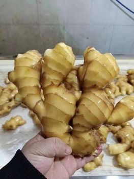 Fresh Ginger Buyer Dried Ginger Origin Netherlands Shelf Life 2 YEARS Color Natural Yellow Place of Origin THAILAND Tran - Thai Agri Company - Thailand
